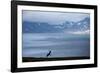 Reindeer, Svalbard, Norway-Paul Souders-Framed Photographic Print