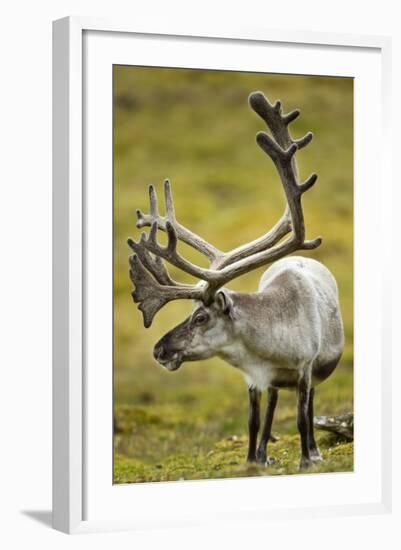 Reindeer, Svalbard, Norway-Paul Souders-Framed Photographic Print