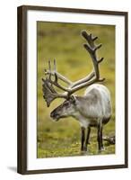 Reindeer, Svalbard, Norway-Paul Souders-Framed Photographic Print