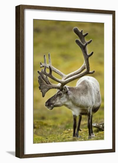 Reindeer, Svalbard, Norway-Paul Souders-Framed Photographic Print