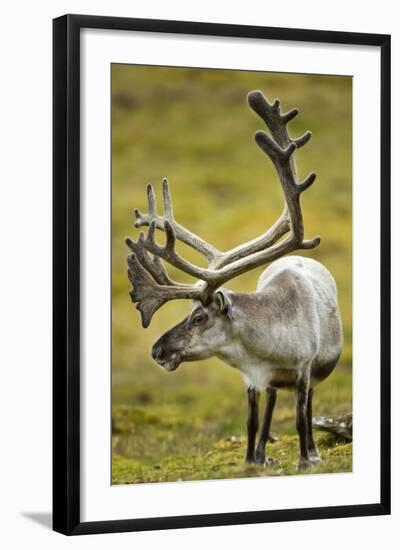 Reindeer, Svalbard, Norway-Paul Souders-Framed Photographic Print