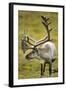 Reindeer, Svalbard, Norway-Paul Souders-Framed Photographic Print