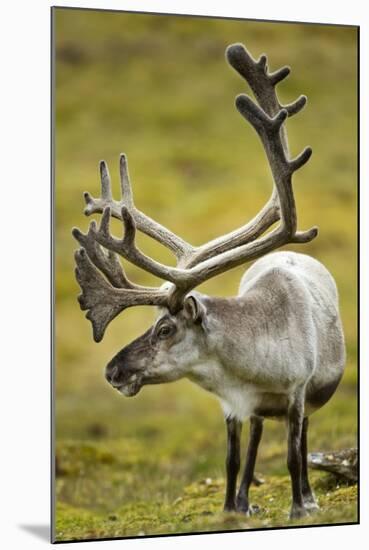 Reindeer, Svalbard, Norway-Paul Souders-Mounted Photographic Print