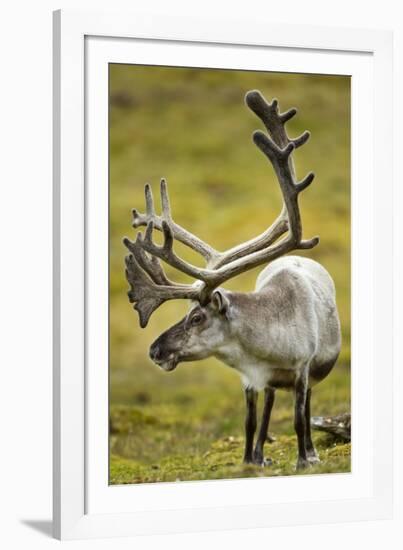 Reindeer, Svalbard, Norway-Paul Souders-Framed Photographic Print