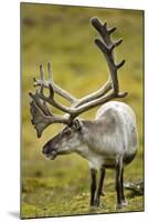 Reindeer, Svalbard, Norway-Paul Souders-Mounted Photographic Print
