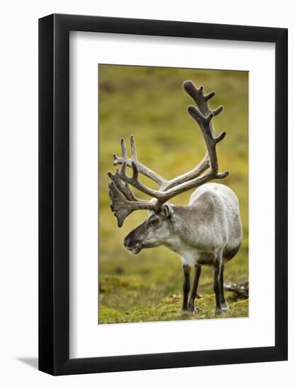Reindeer, Svalbard, Norway-Paul Souders-Framed Photographic Print