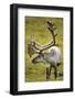 Reindeer, Svalbard, Norway-Paul Souders-Framed Photographic Print