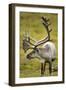 Reindeer, Svalbard, Norway-Paul Souders-Framed Photographic Print