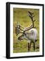 Reindeer, Svalbard, Norway-Paul Souders-Framed Photographic Print