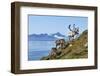 Reindeer, Svalbard, Norway-Paul Souders-Framed Photographic Print