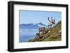 Reindeer, Svalbard, Norway-Paul Souders-Framed Photographic Print