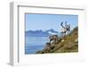 Reindeer, Svalbard, Norway-Paul Souders-Framed Photographic Print