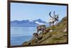 Reindeer, Svalbard, Norway-Paul Souders-Framed Photographic Print