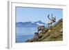 Reindeer, Svalbard, Norway-Paul Souders-Framed Photographic Print