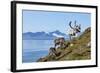 Reindeer, Svalbard, Norway-Paul Souders-Framed Photographic Print