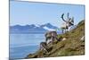 Reindeer, Svalbard, Norway-Paul Souders-Mounted Photographic Print