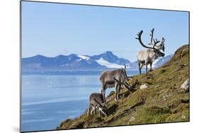 Reindeer, Svalbard, Norway-Paul Souders-Mounted Photographic Print