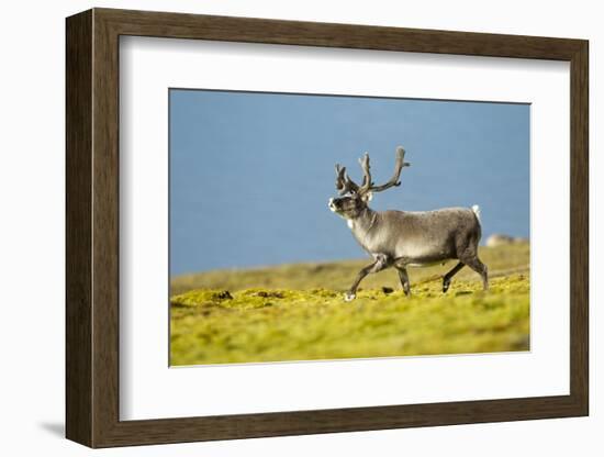 Reindeer, Svalbard, Norway-Paul Souders-Framed Photographic Print