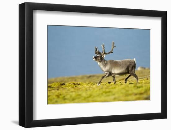 Reindeer, Svalbard, Norway-Paul Souders-Framed Photographic Print