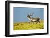 Reindeer, Svalbard, Norway-Paul Souders-Framed Photographic Print