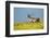 Reindeer, Svalbard, Norway-Paul Souders-Framed Photographic Print