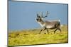 Reindeer, Svalbard, Norway-Paul Souders-Mounted Photographic Print