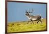 Reindeer, Svalbard, Norway-Paul Souders-Framed Photographic Print