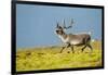 Reindeer, Svalbard, Norway-Paul Souders-Framed Photographic Print