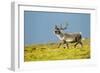 Reindeer, Svalbard, Norway-Paul Souders-Framed Photographic Print