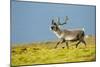 Reindeer, Svalbard, Norway-Paul Souders-Mounted Photographic Print