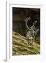 Reindeer, Svalbard, Norway-Paul Souders-Framed Photographic Print