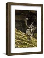 Reindeer, Svalbard, Norway-Paul Souders-Framed Photographic Print