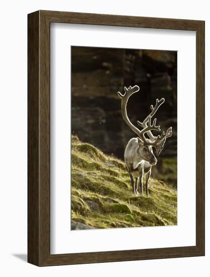 Reindeer, Svalbard, Norway-Paul Souders-Framed Photographic Print