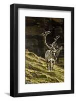 Reindeer, Svalbard, Norway-Paul Souders-Framed Photographic Print