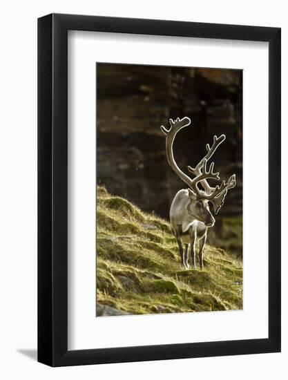 Reindeer, Svalbard, Norway-Paul Souders-Framed Photographic Print