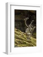 Reindeer, Svalbard, Norway-Paul Souders-Framed Photographic Print