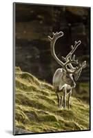 Reindeer, Svalbard, Norway-Paul Souders-Mounted Photographic Print