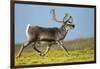 Reindeer, Svalbard, Norway-Paul Souders-Framed Photographic Print