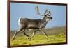 Reindeer, Svalbard, Norway-Paul Souders-Framed Photographic Print