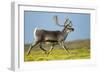 Reindeer, Svalbard, Norway-Paul Souders-Framed Photographic Print