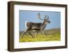 Reindeer, Svalbard, Norway-Paul Souders-Framed Photographic Print