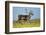 Reindeer, Svalbard, Norway-Paul Souders-Framed Photographic Print