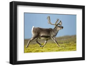 Reindeer, Svalbard, Norway-Paul Souders-Framed Photographic Print