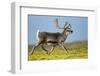 Reindeer, Svalbard, Norway-Paul Souders-Framed Photographic Print