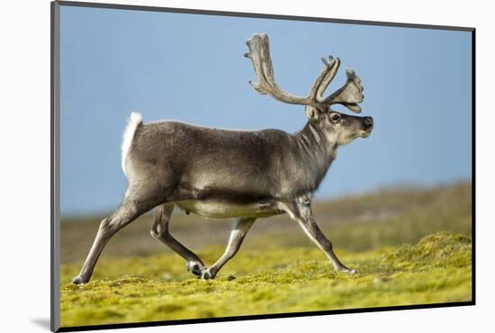 Reindeer, Svalbard, Norway-Paul Souders-Mounted Photographic Print