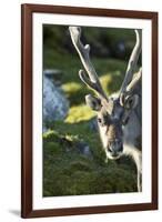 Reindeer, Svalbard, Norway-Paul Souders-Framed Photographic Print