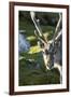 Reindeer, Svalbard, Norway-Paul Souders-Framed Photographic Print