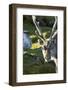 Reindeer, Svalbard, Norway-Paul Souders-Framed Photographic Print