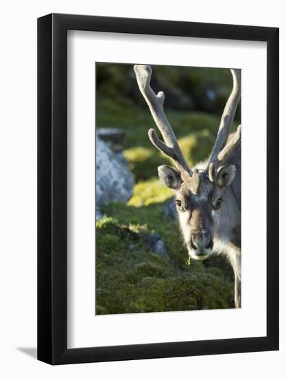 Reindeer, Svalbard, Norway-Paul Souders-Framed Photographic Print