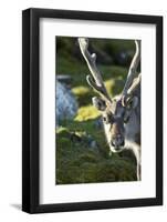 Reindeer, Svalbard, Norway-Paul Souders-Framed Photographic Print